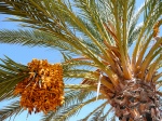 Date Palm by http2007 (Flickr)